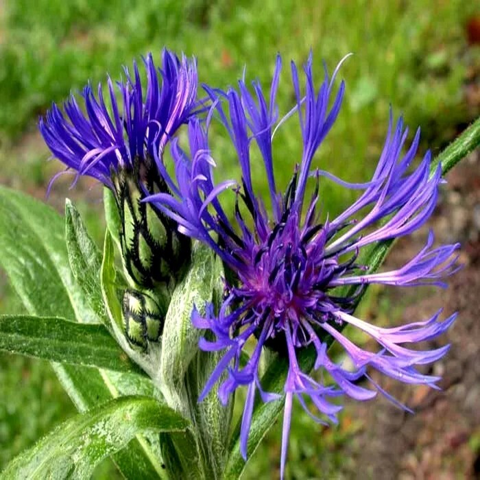 20 MOUNTAIN BLUE CORNFLOWER SEEDS PERENNIAL Centaurea montana Cold Hardy Plant