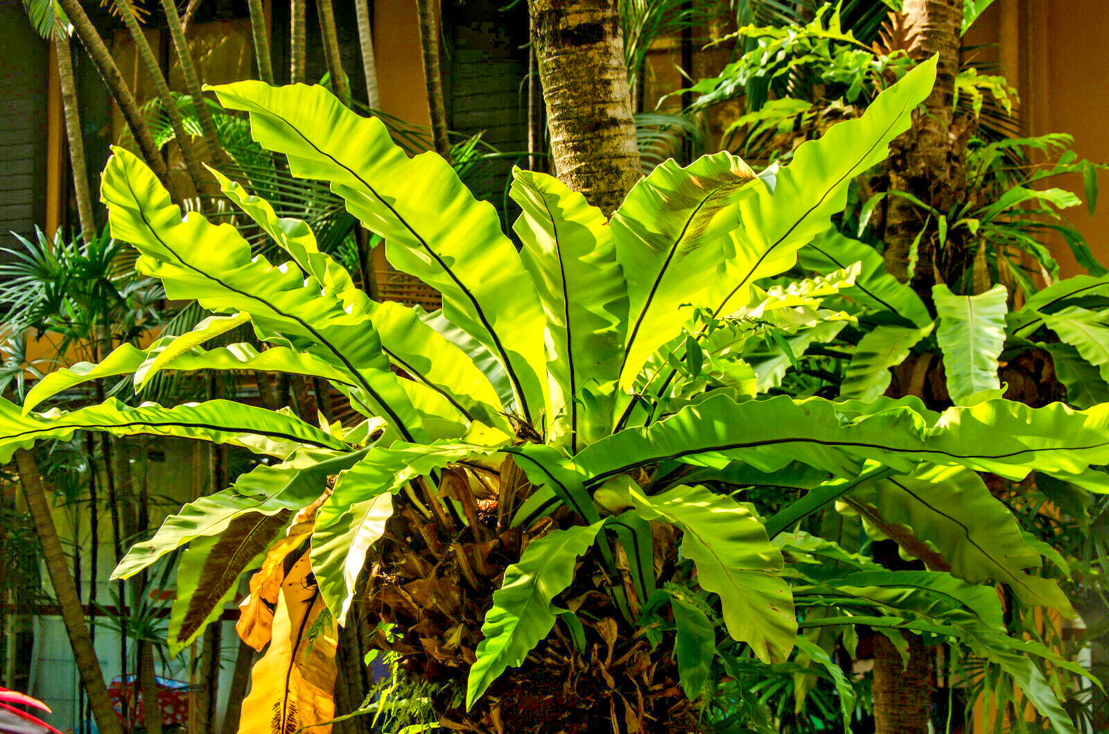 HARDY TONGUE FERN 1001 SPORES (SEEDS) COLD HARDY ASPLENIUM SCOLOPENDRIUM