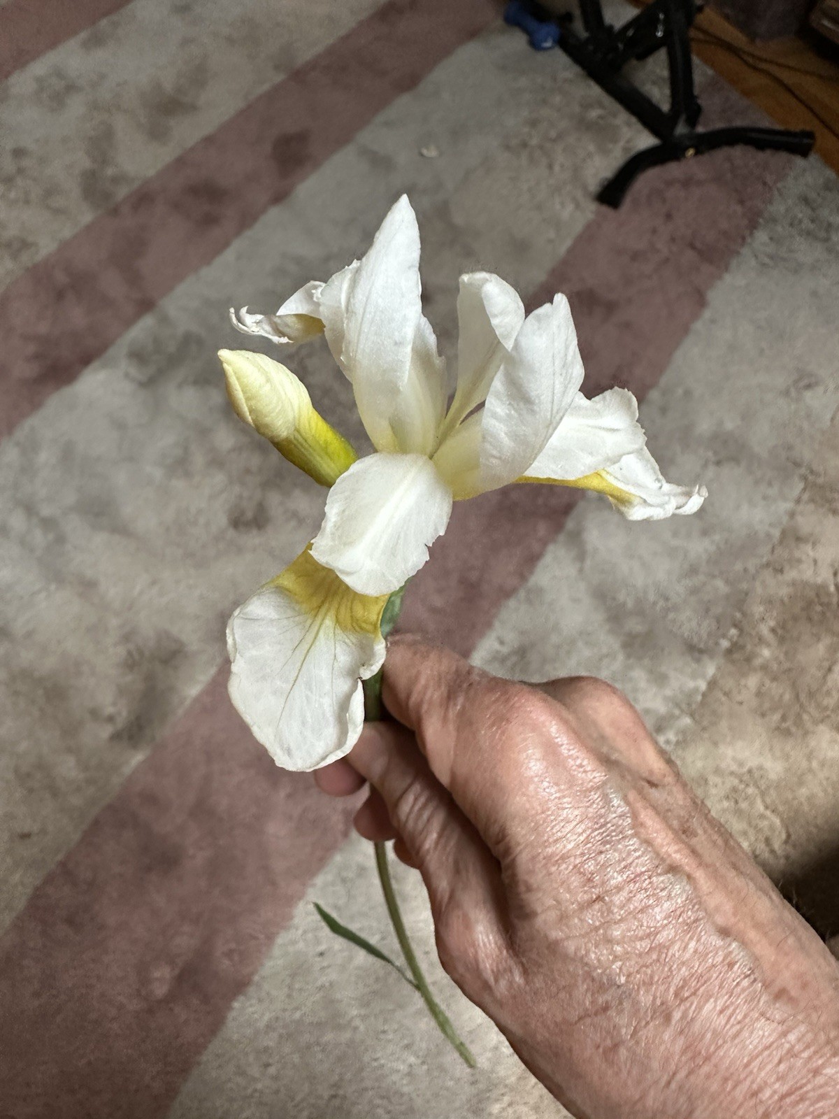 5 Siberian Iris Rhizomes White Siberian Iris Plants Bulbs Rhizomes With Foliage