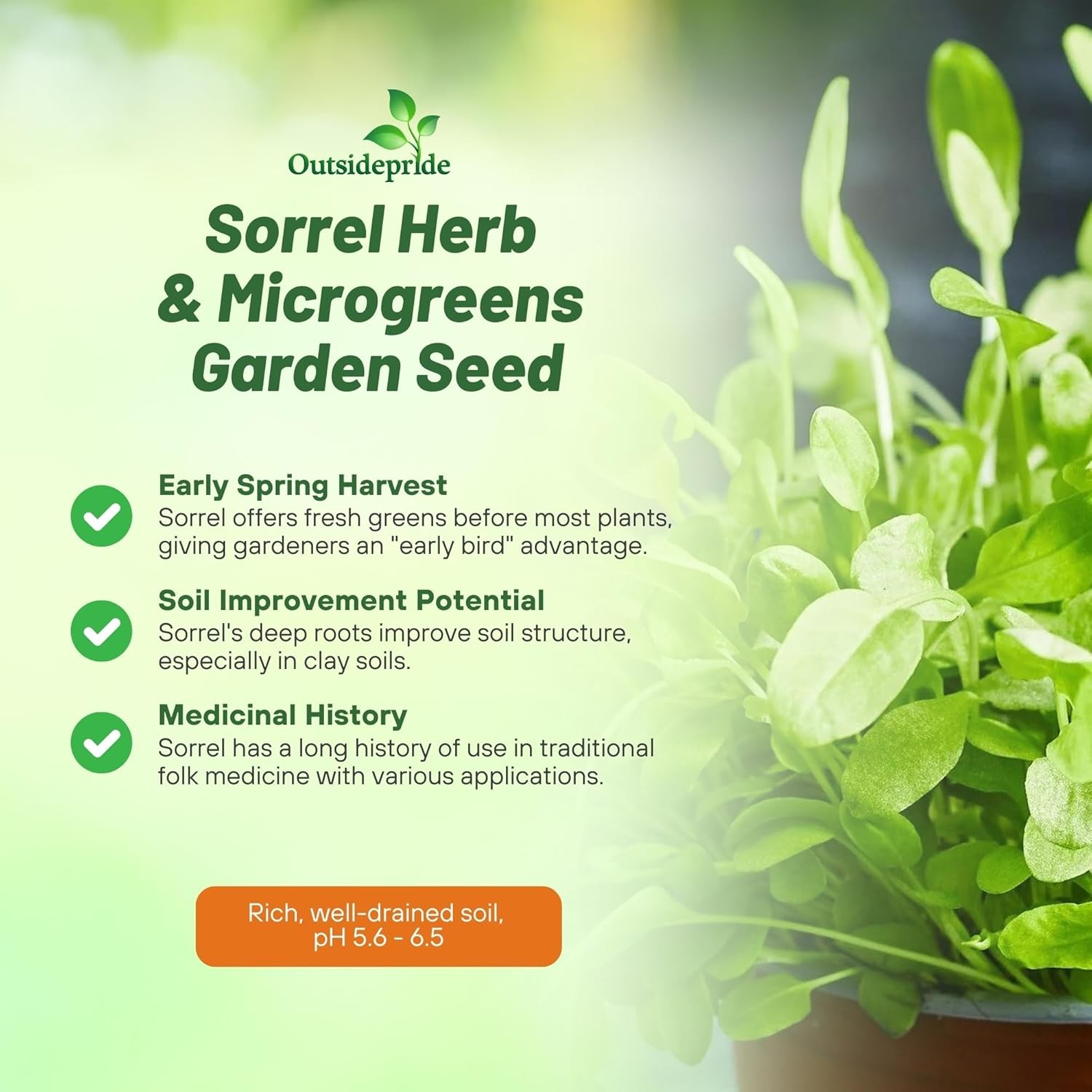 5000 Seeds Sorrel Seed For Planting – Garden Sorrel Herb Seeds