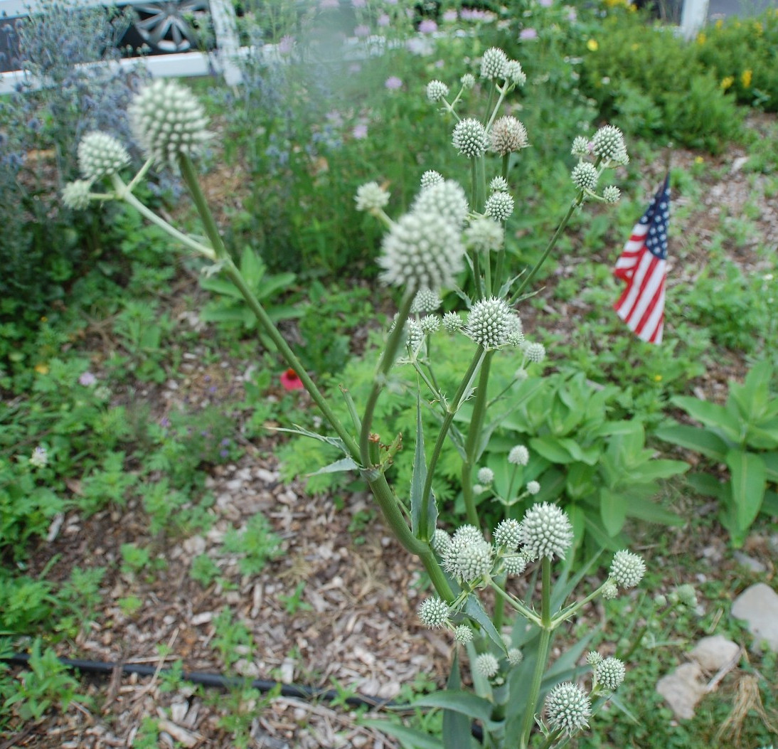 1 gram+ Eryngium yuccifolium Seeds/Rattlesnake Master/Native Eastern/Midwest US