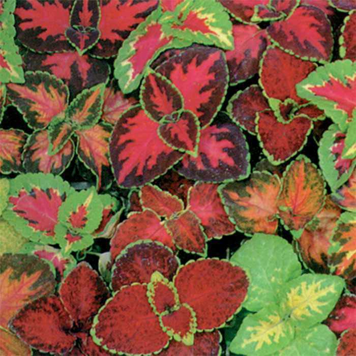 351+COLEUS Rainbow Mix Seeds Shade Garden Container Houseplant Groundcover Easy