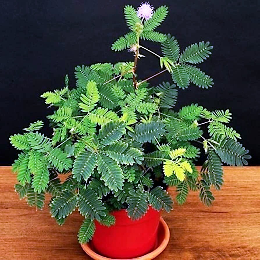 Dwarf (Mimosa pudica) “Sensitive Plant” Tropical Houseplant Flower Tree Seeds