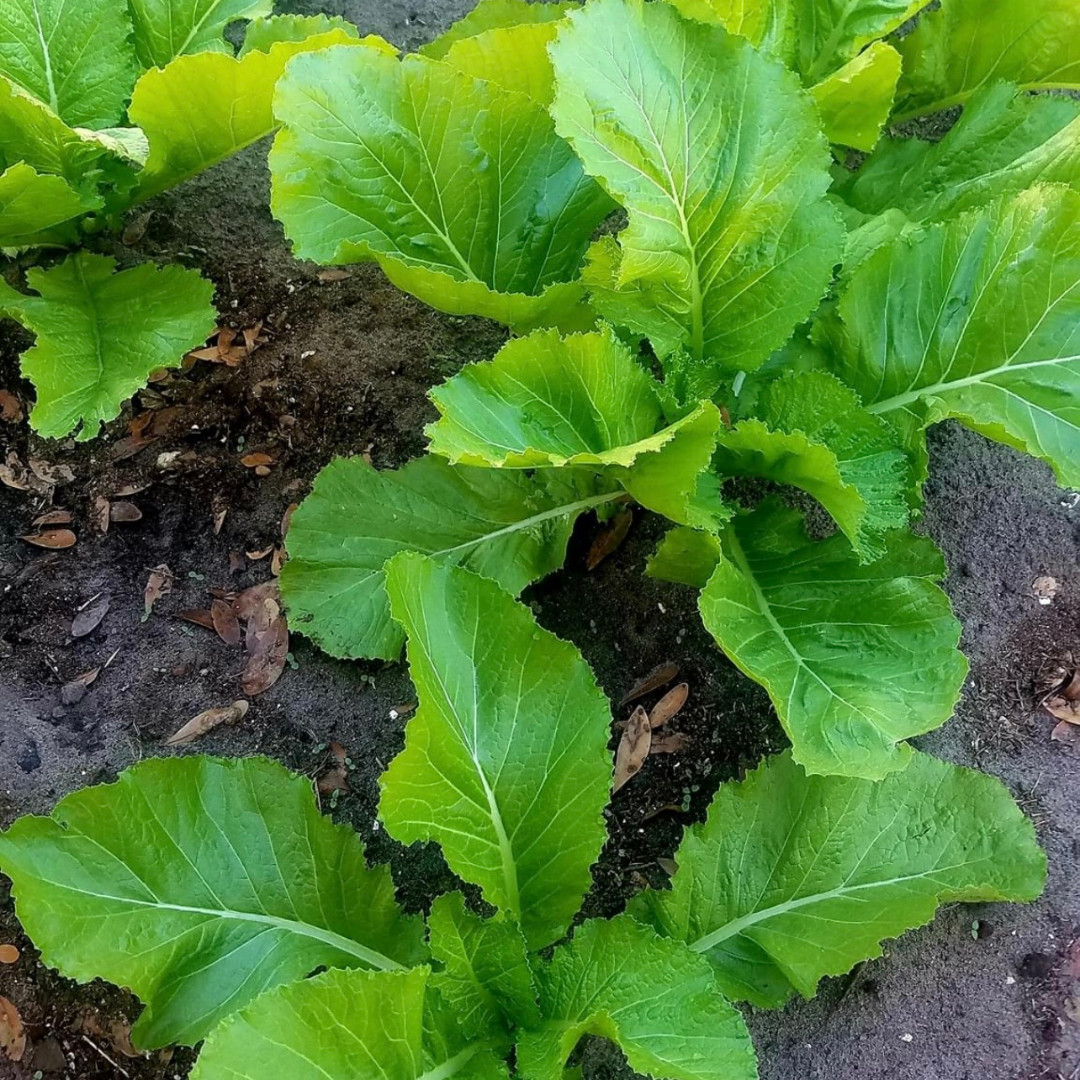 Fresh Florida Broadleaf Mustard Green Seeds | Heirloom Non-GMO | Vegetable seeds