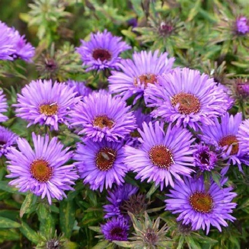 New England Aster Seeds – Symphyotrichum novae-angliae – Heirloom Fall Perennial