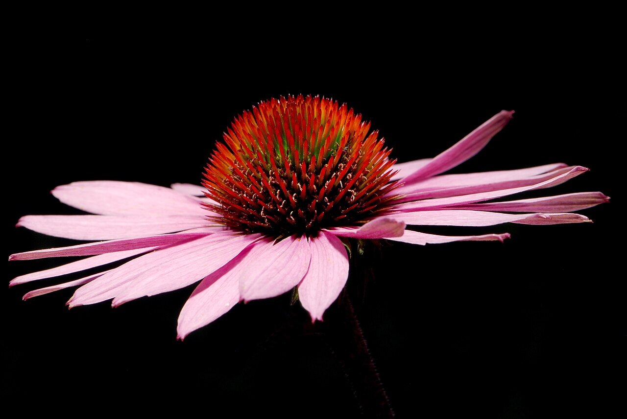 2000 ECHINACEA ANGUSTIFOLIA Seeds (Narrow Coneflower) | NON-GMO | Free shipping