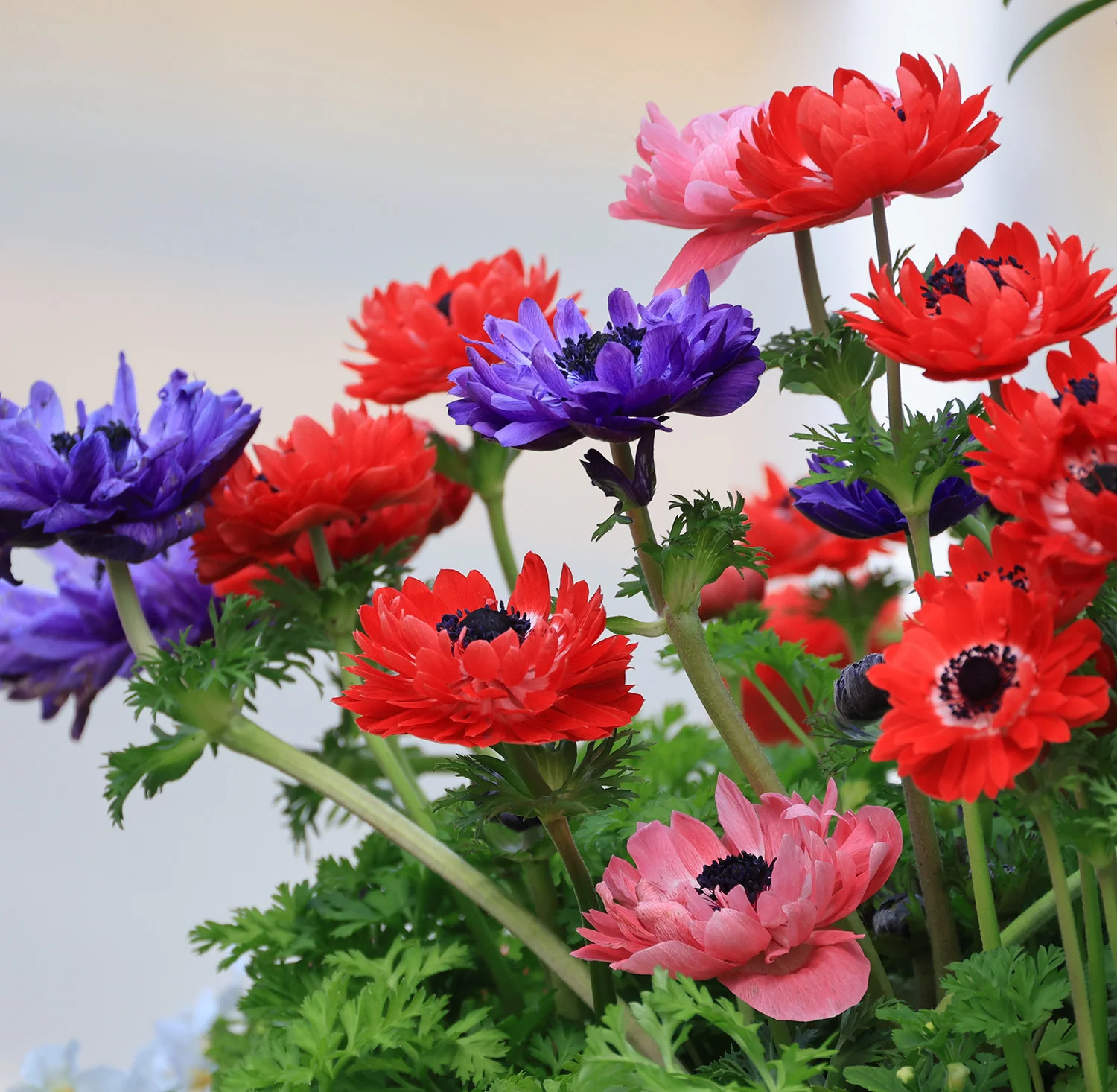 Mixed Anemone Coronaria – 75 bulbs