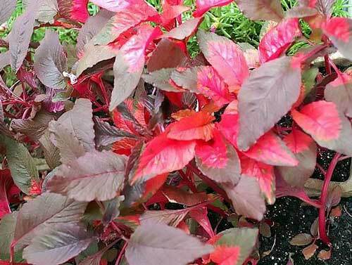 Amaranthus tricolor | Early Splendor | 100 Seeds