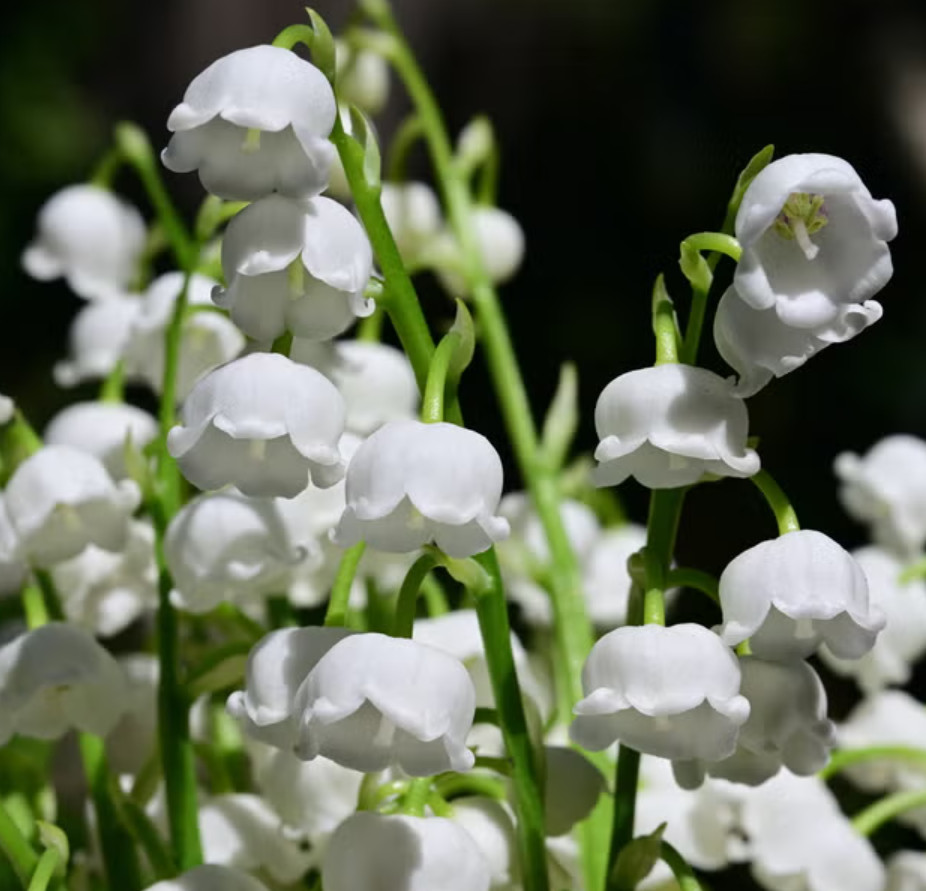 Lily of the Valley – 5 Fresh Roots – Ready for Planting – No Shipping AK, HI, PR
