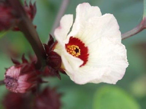 50 ROSELLE HIBISCUS Sabdariffa Rosella Fruit Flower Seeds *Flat S/H