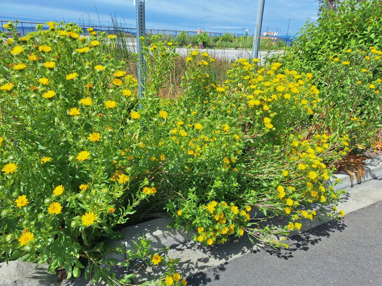 Puget sound gumweed, 200 seeds, Grindelia, medicinal herb, wildflower