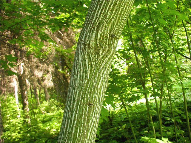 Manchurian Striped Maple, (Snake Bark), Acer tegmentosum, Tree Seeds