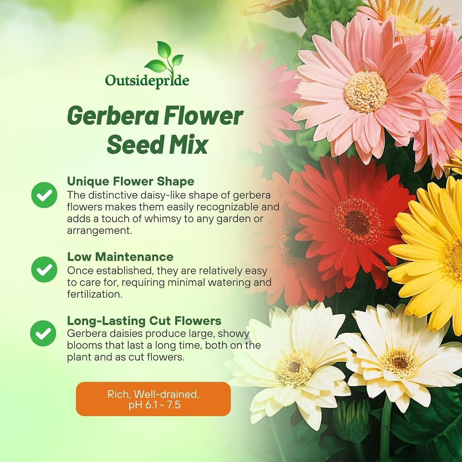 100 Heirloom Hybrid Gerbera Seeds – Beautiful Blooms for Spring to Fall Beauty