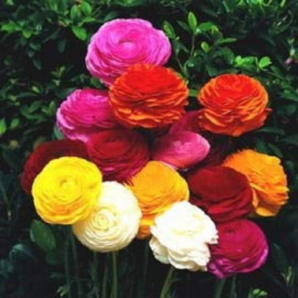 Ranunculus Rainbow Mix Persian Buttercup Bulbs 10 Bulbs