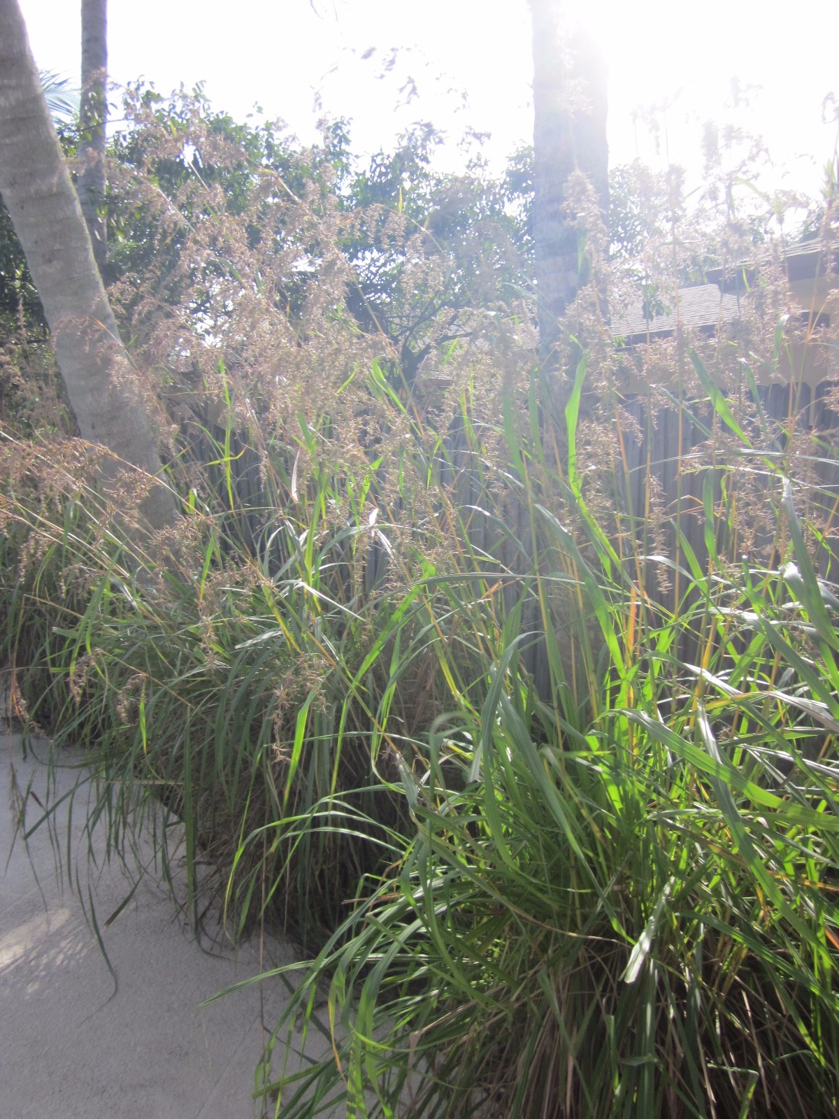 3 Packets East Indian Lemongrass 1000 + Each Fresh Golden Organic Heirloom Seeds