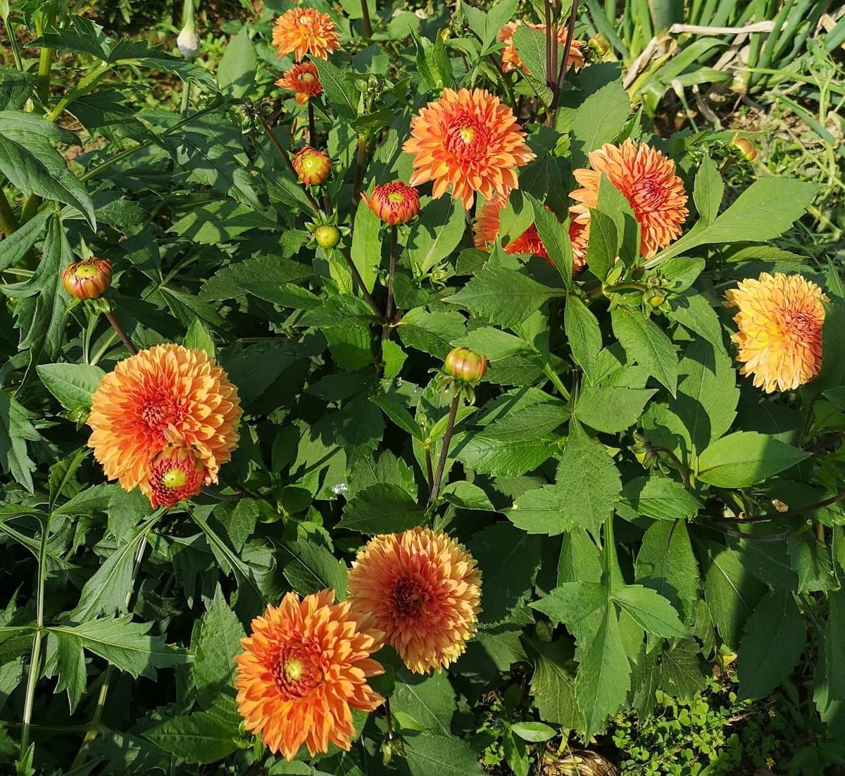 Rare Mix Dahlia Pompon Flower Seeds Colorful Variabilis Beautiful Annual Outd…