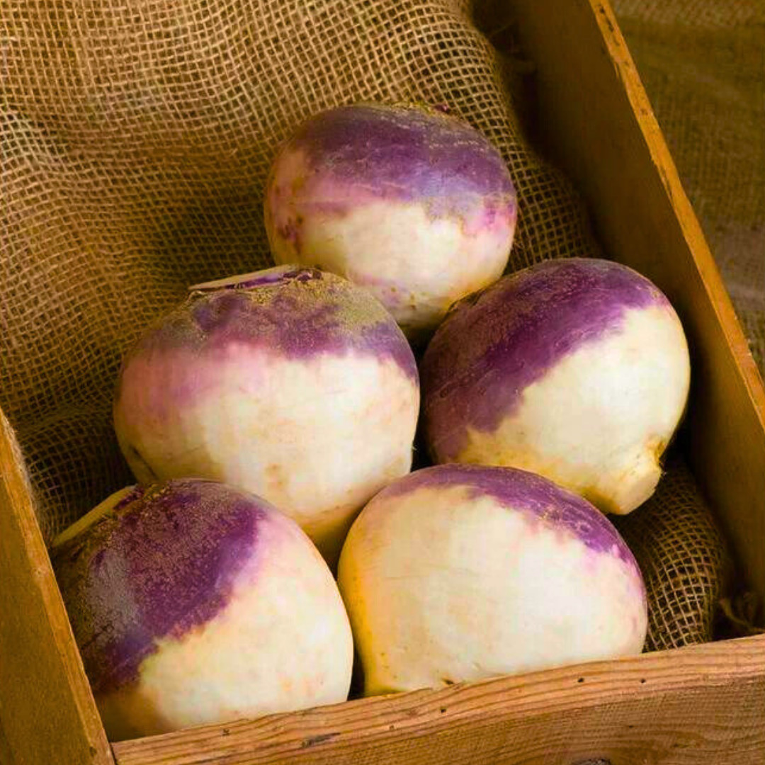 Fresh American Purple Top Rutabaga Seeds | Heirloom Non-GMO | Vegetable Seeds