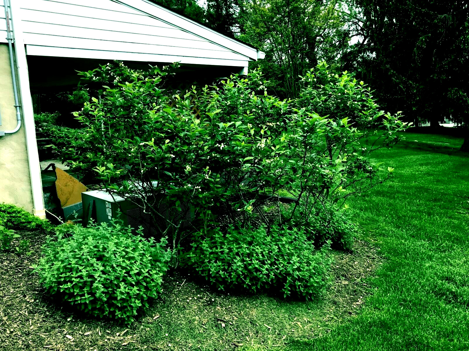BLUEBERRY TREE SEEDS New Jersey Southern Highbush Cold Hardy Garden Fruit Plant