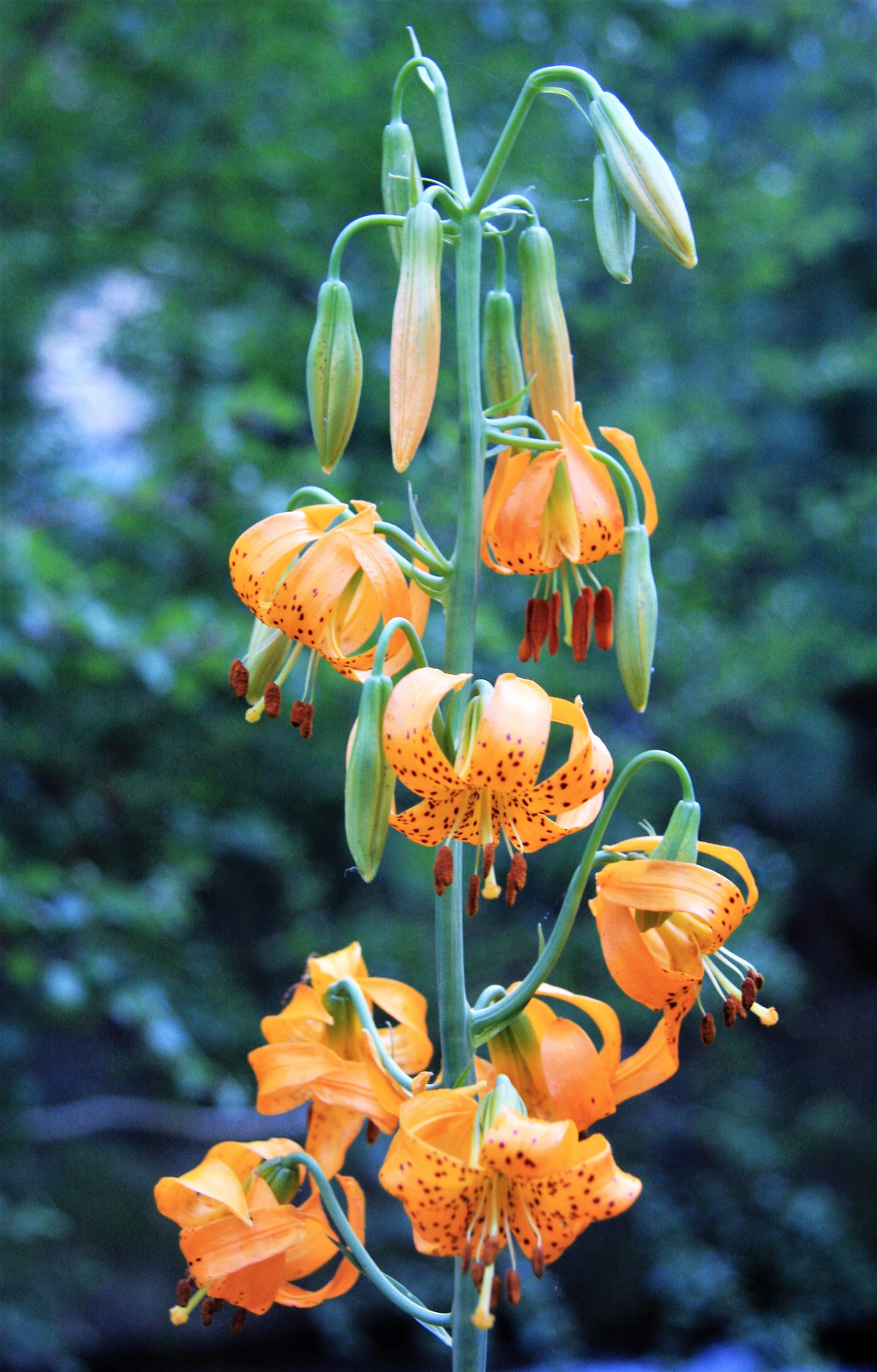 15 WESTERN HYBRIDS LILY Tiger Leopard Lemon Alpine Color Mix Lilium Flower Seeds