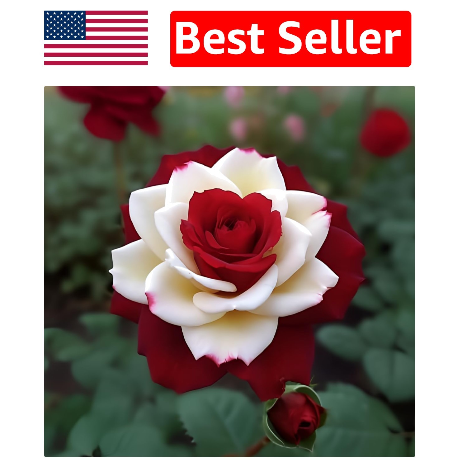Captivating 20 Twin Red & White Rose Seeds – Easy Planting Instructions Included