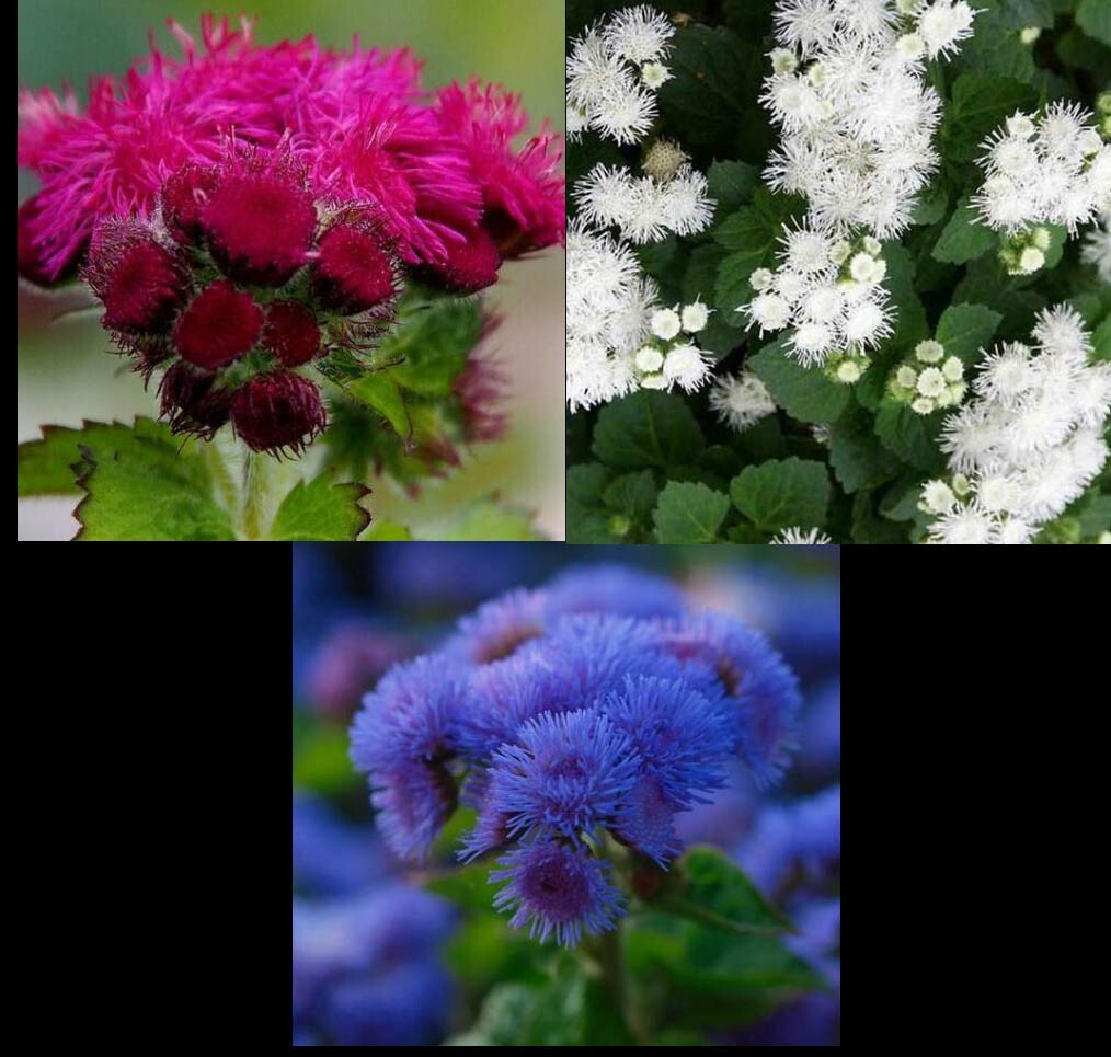 Ageratum Mix RED WHITE & BLUE Flowers USA Patriotic July 4th Non-GMO 500 Seeds!