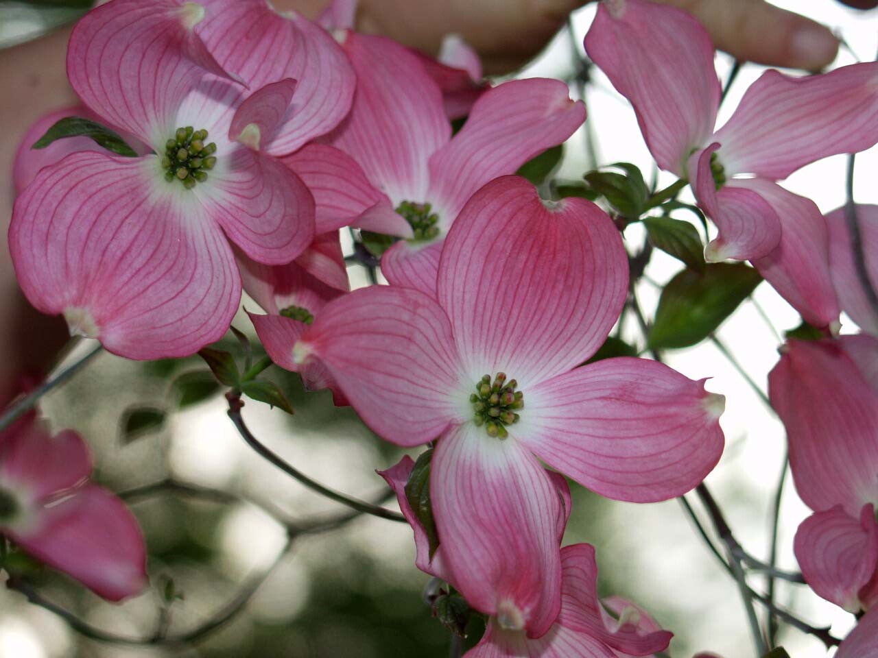 Red Flowering Dogwood, Cornus florida rubra, Tree Seeds (Showy Flowers, Hardy)