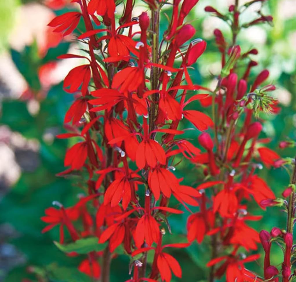 100PCS Cardinal Flower Seeds Red Lobelia Cardinalis Hummingbird Garden Plant …