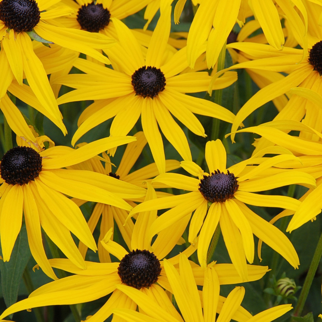 Fresh Premium Elegant Black Eyed Susan Seeds | Heirloom Non-GMO | Flower Seeds