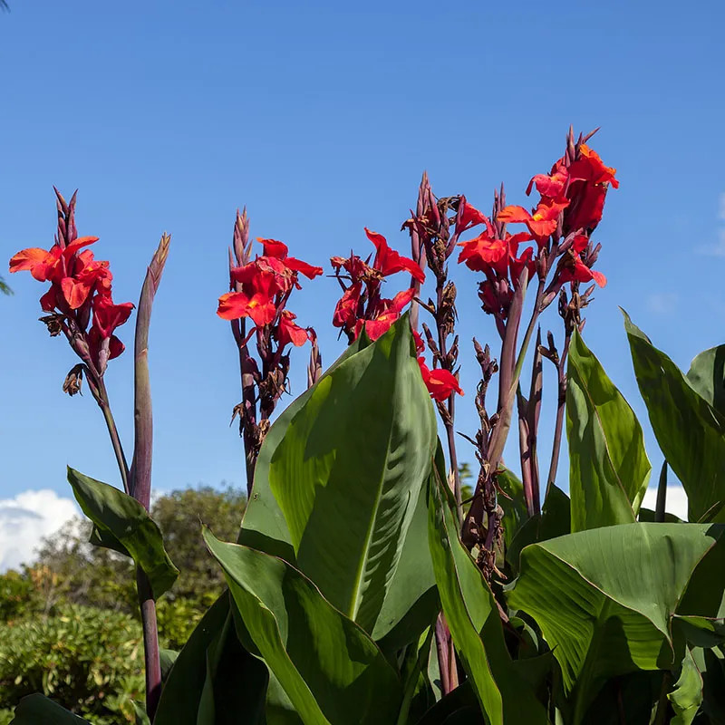 5 Red Canna Lily bulbs Rhizomes 4-5 feet large green leaves deer resistant