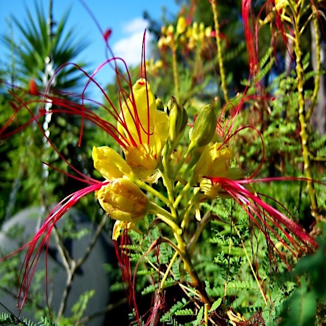 MEXICAN DESERT YELLOW BIRD OF PARADISE SHRUB FLOWER TREE SEEDS (C. Gilliesii)