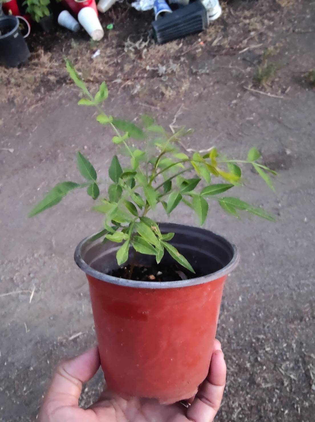 1(ONE) Live Plants of seedling “CHINESE PISTACHE” TREE about 3-6″ tall