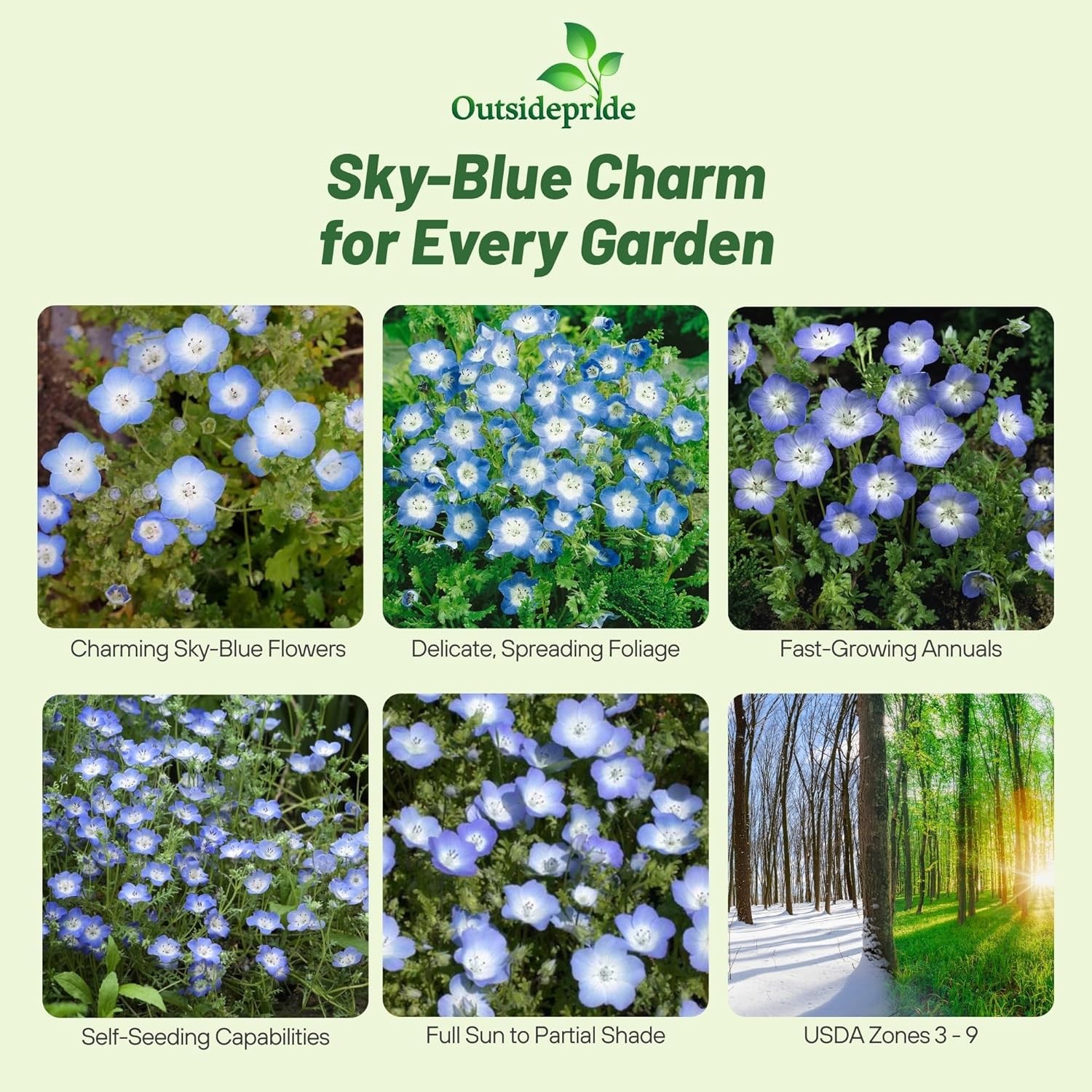 1000 Seeds Baby Blue Eyes Seed – Nemophila Menziesii Flower Seeds