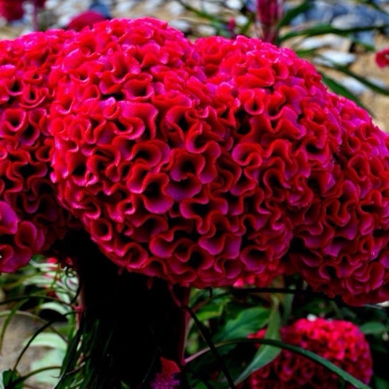 300 Cristata Mix Celosia Seeds | Non-GMO | Free Shipping 鸡冠花种子No Tracking