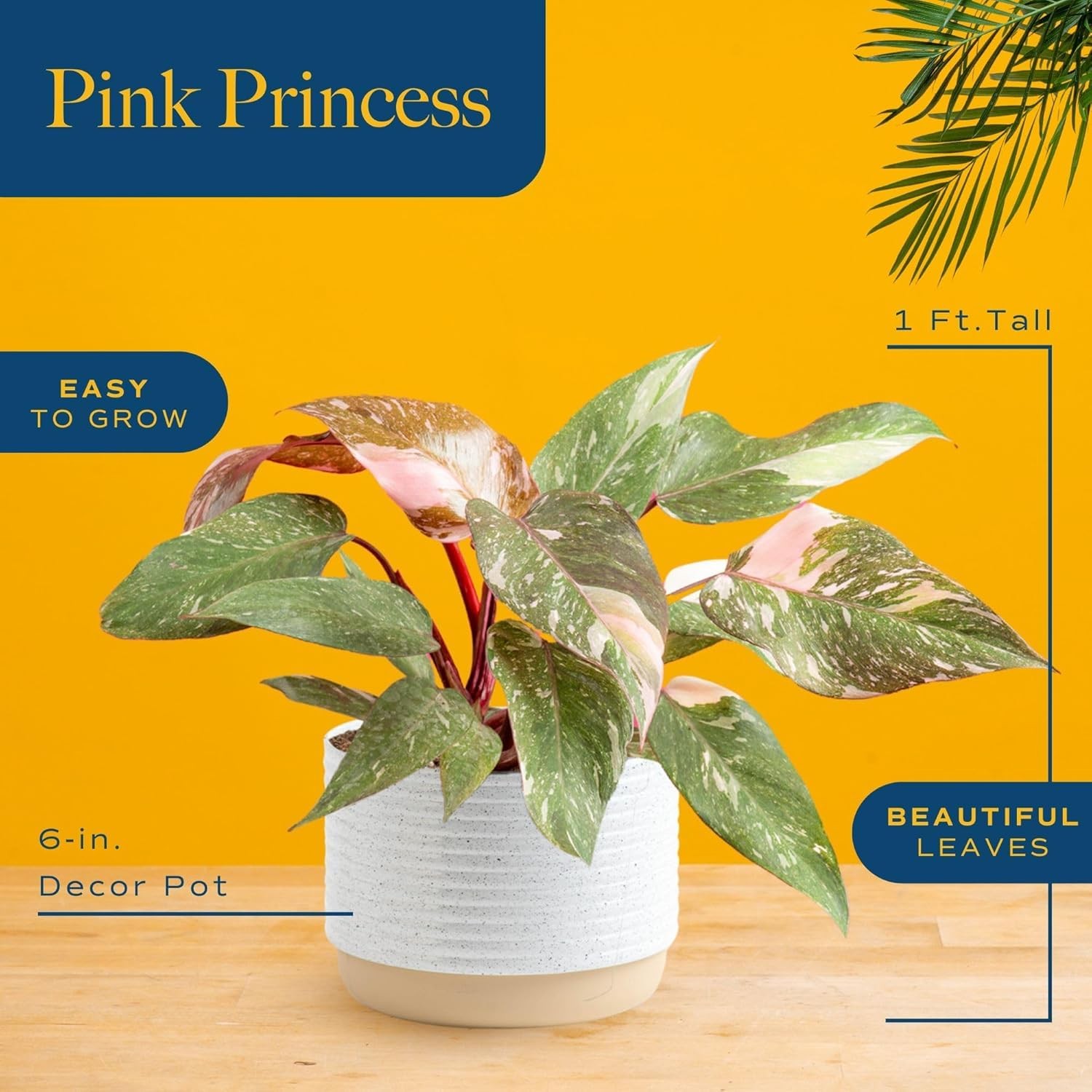 Pink Princess Philodendron, Live Indoor Plant, Rare Unique Houseplant Potted …