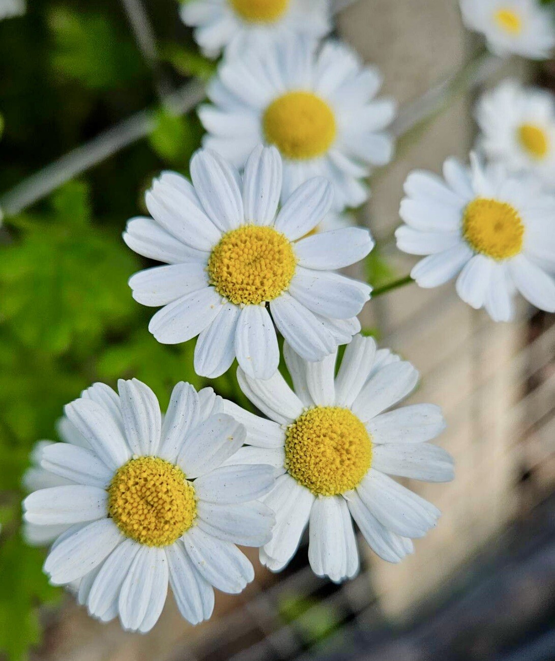 Feverfew, Tanacetum Parthenium – 200 Seeds 2024 – USA