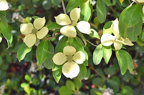 Cornus capitata | Himalayan Dogwood | Bentham’s Cornel | 10 Seeds