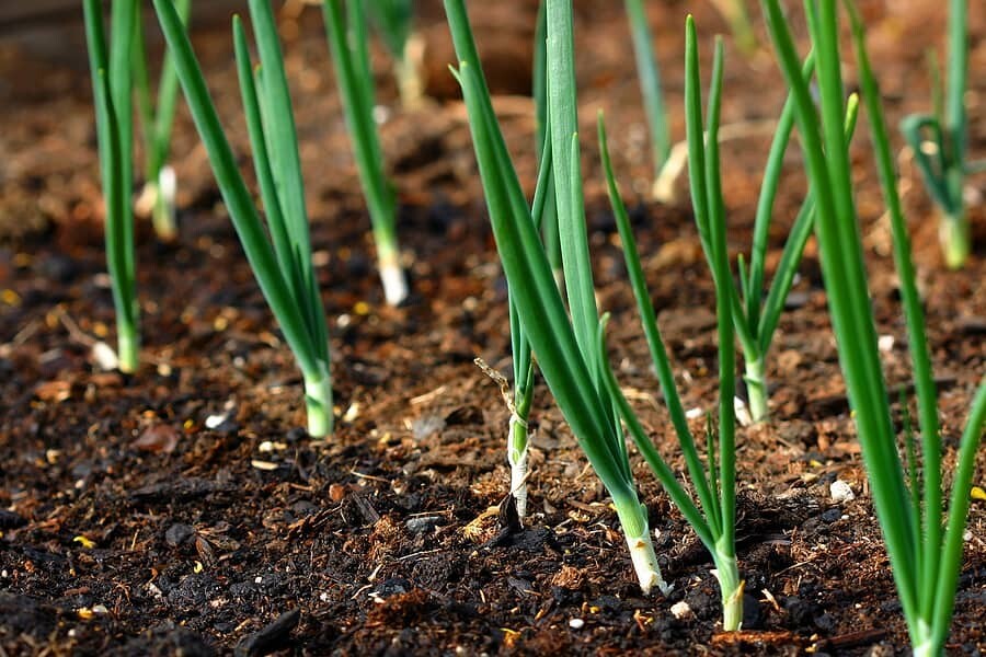 150+ seeds, Bunching Onion- Flavor King, Open pollinated, Heirloom, Non-GMO
