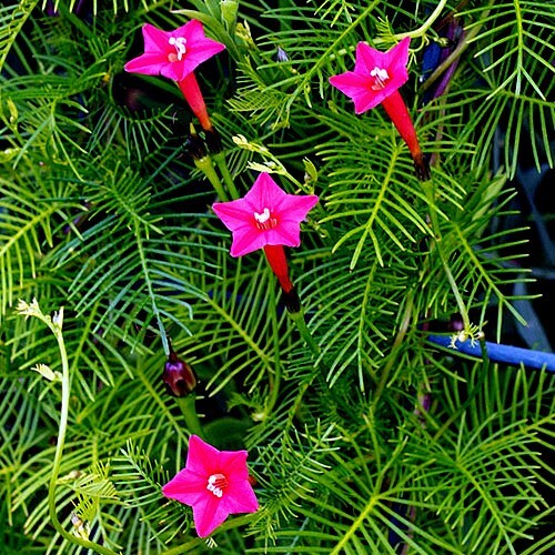50 STAR GLORY SEEDS Cardinal Creeper Vine Flower Plant Butterflies Hummingbirds