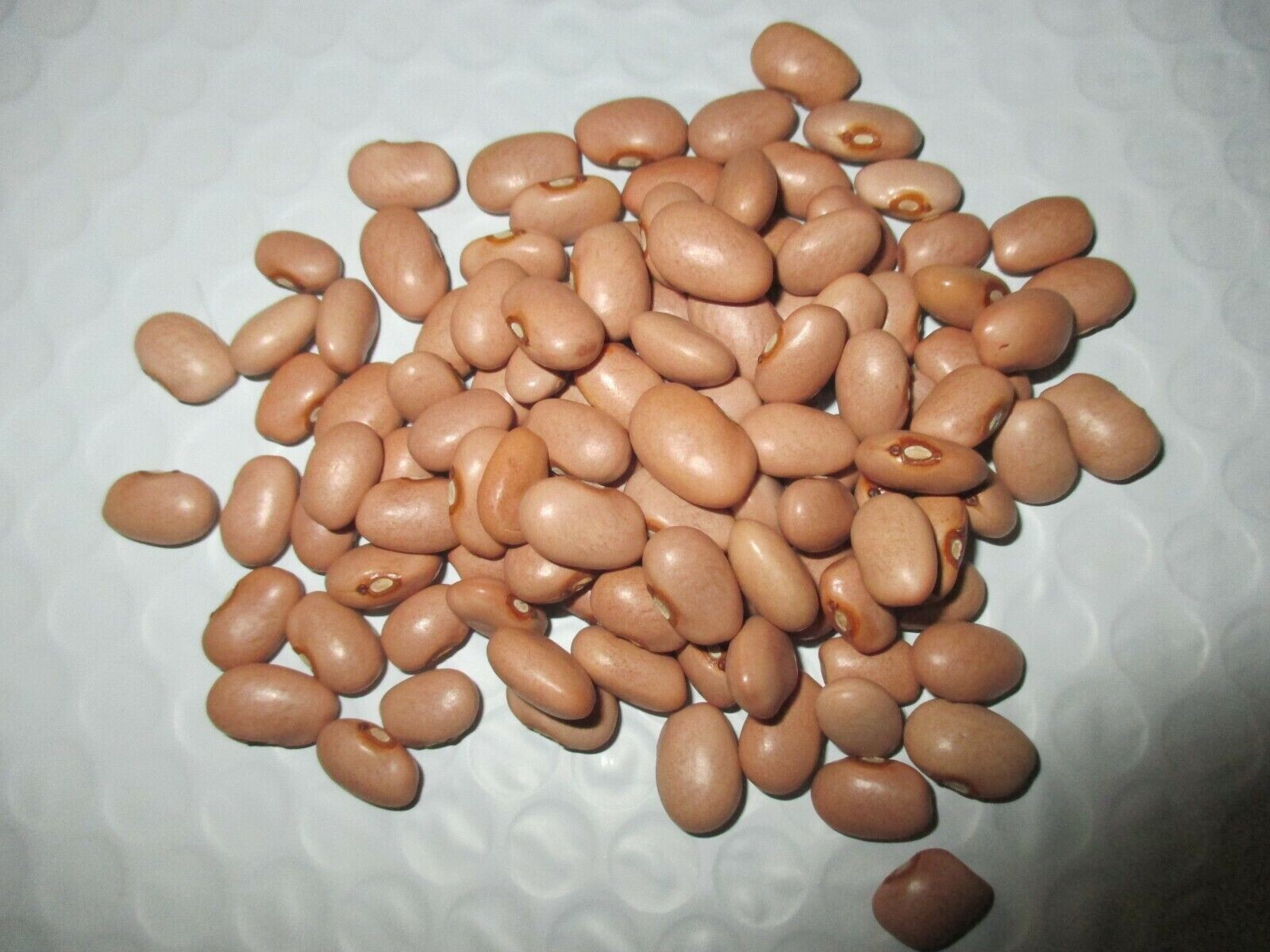 Louisiana Purple Pod Pole Green Bean Seeds 100 Seeds 2024