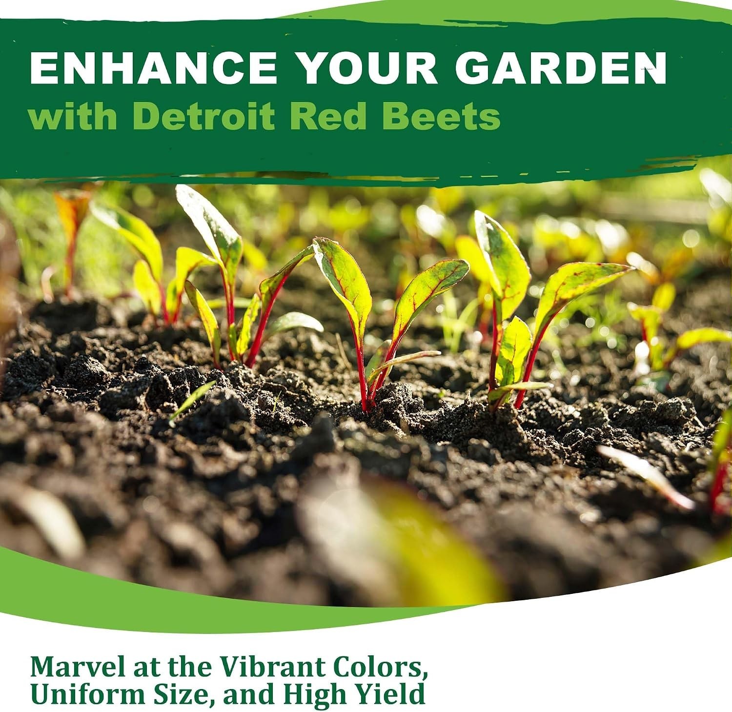 High Germination Detroit Dark Red Beet Seeds – 125 Count, Ideal for Any Garden