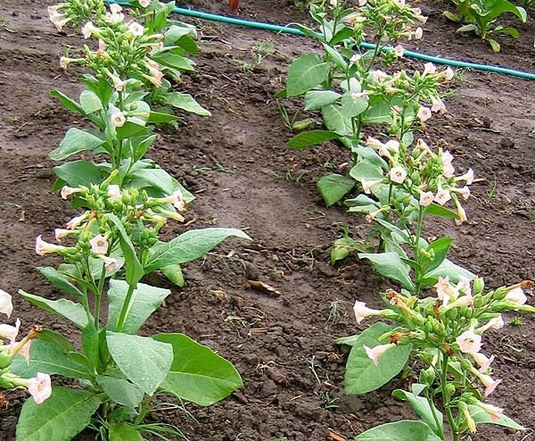 1000 Ahus Pipe Tobacco Seeds ~ Swedish Nicotiana Tabacum ~ FAST Growth!!