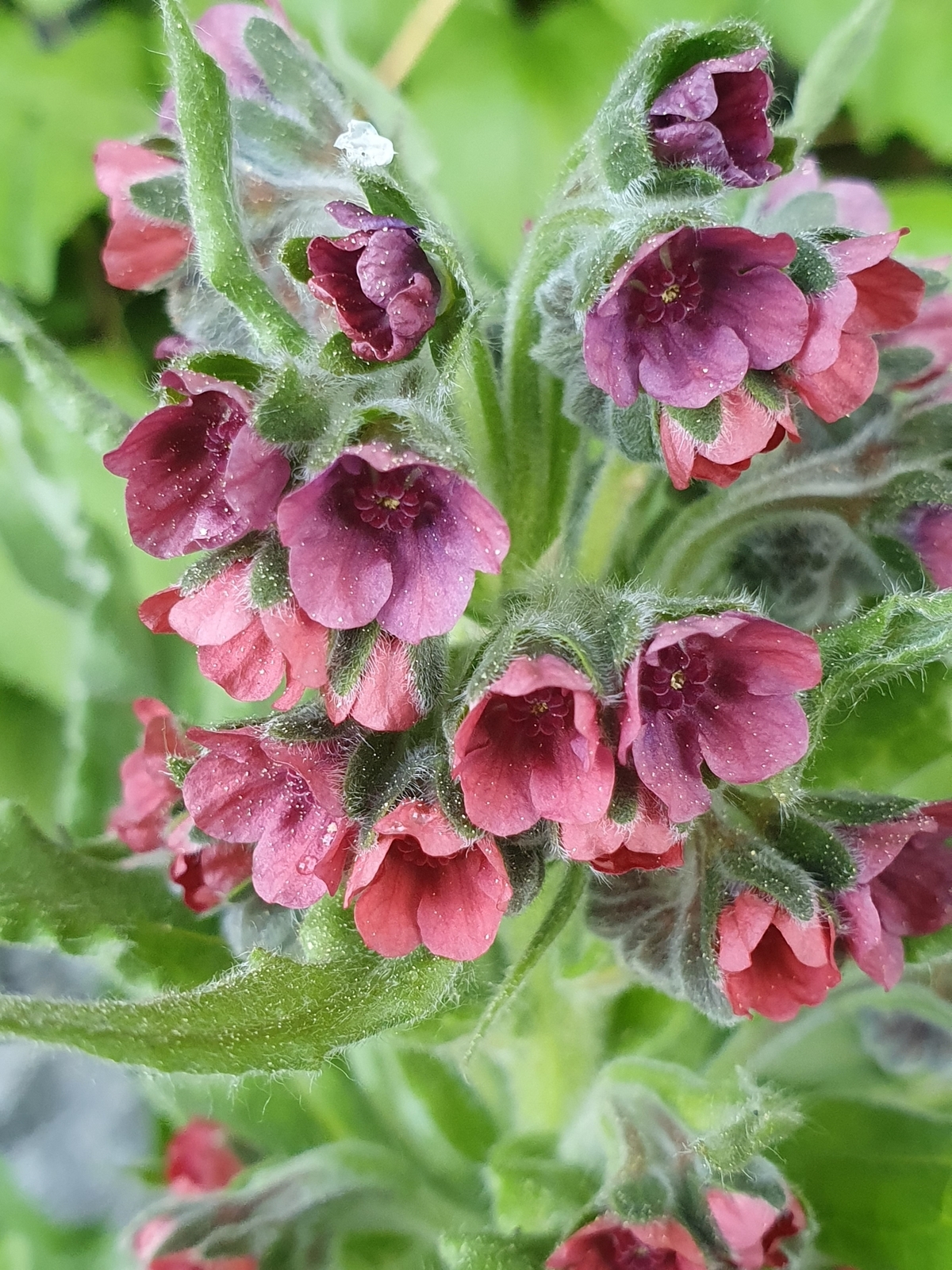 20 GYSPY FLOWER Seeds (Cynoglossum officinale) | NON-GMO | Free shipping