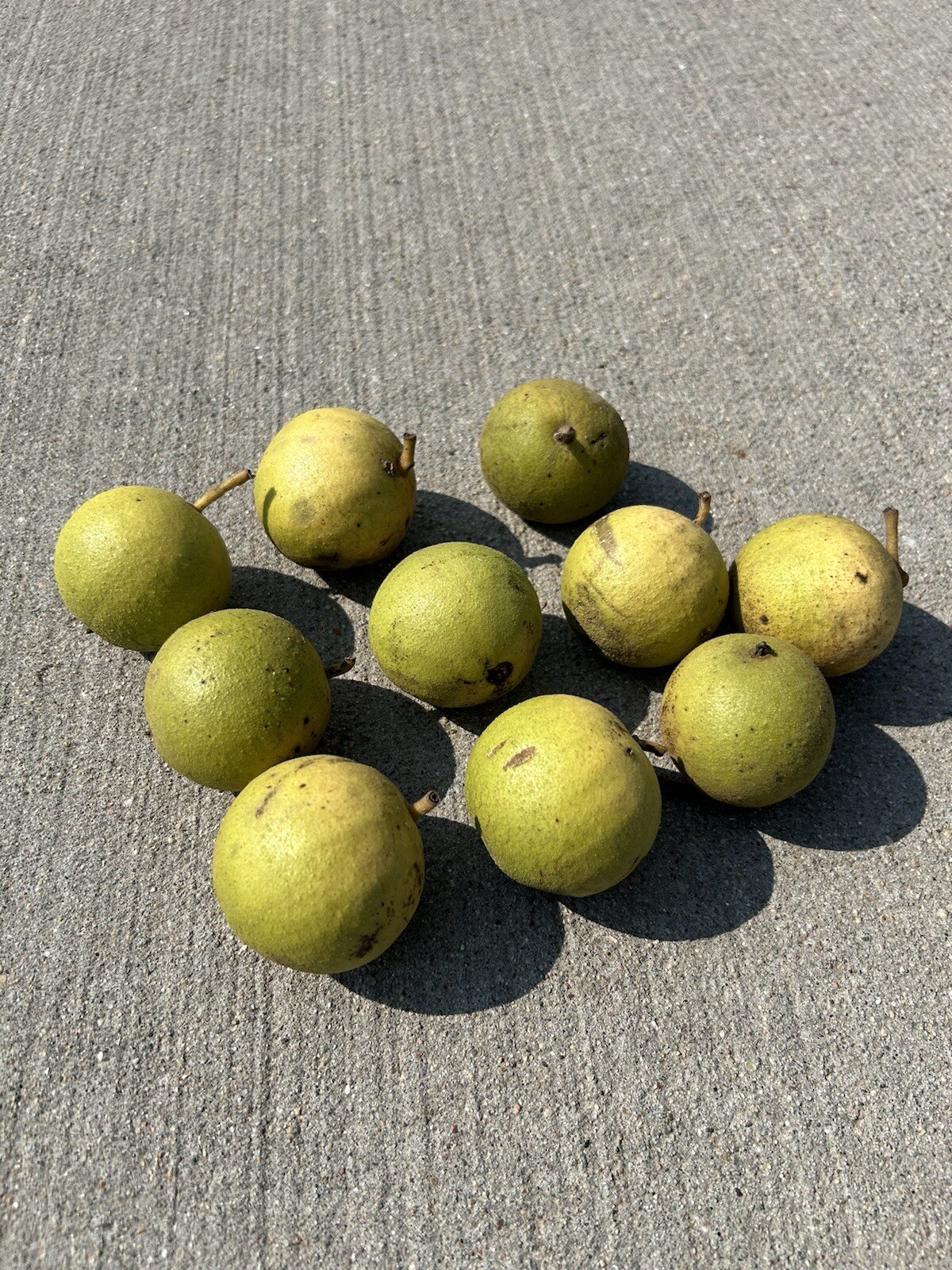 20 Dehusked Black Walnuts (Juglans Nigra) Float Tested 2024 Native