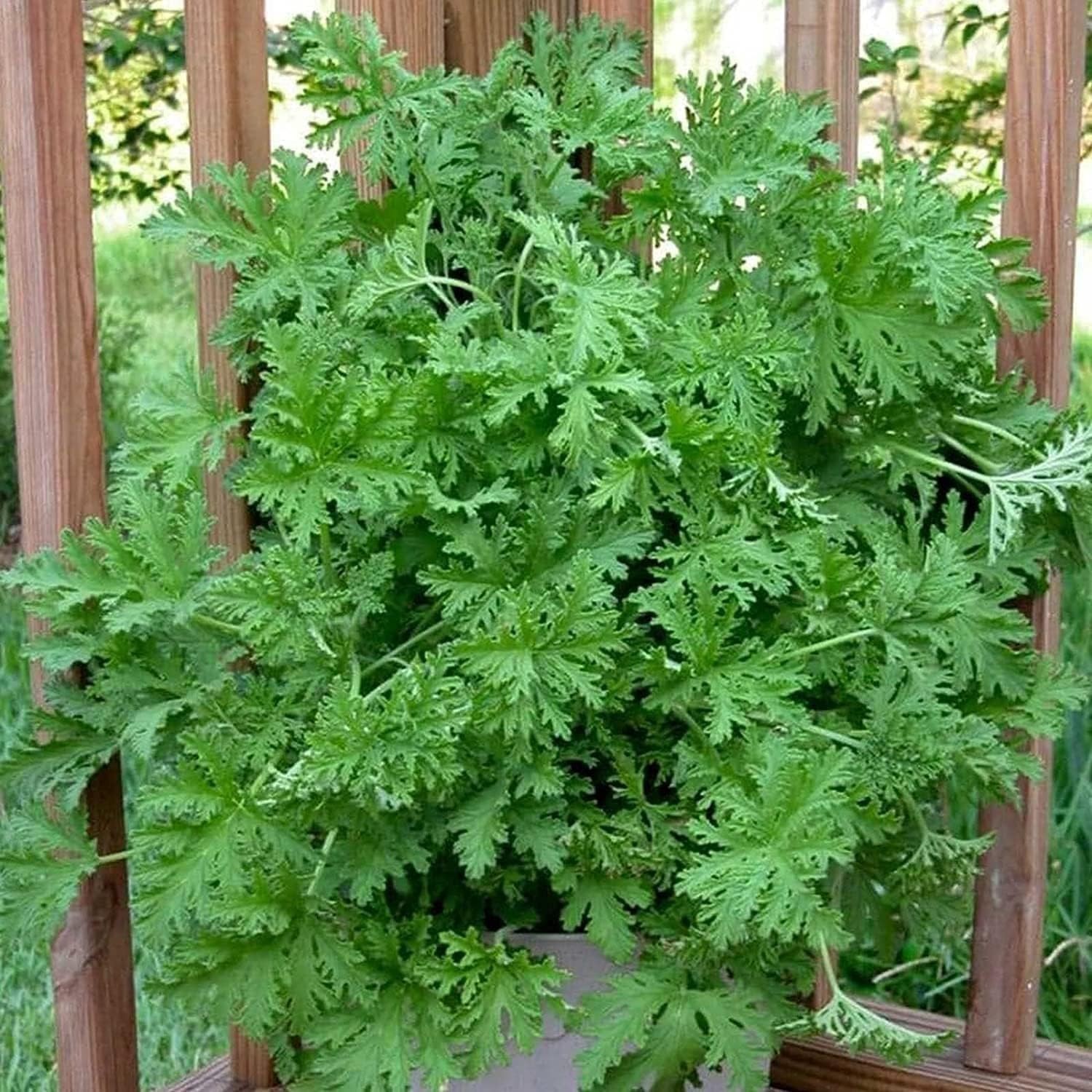 1500 Citronella Plant Seeds Citronella Plant Seeds Home Heirloom Garden Peren…