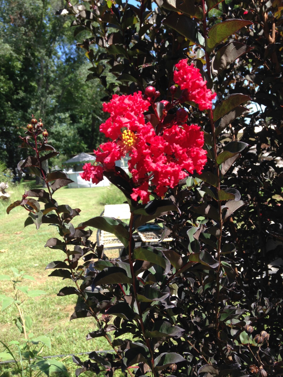 Crape Myrtle Ebony Diamond Red Fire Lagerstroemia 10 seeds