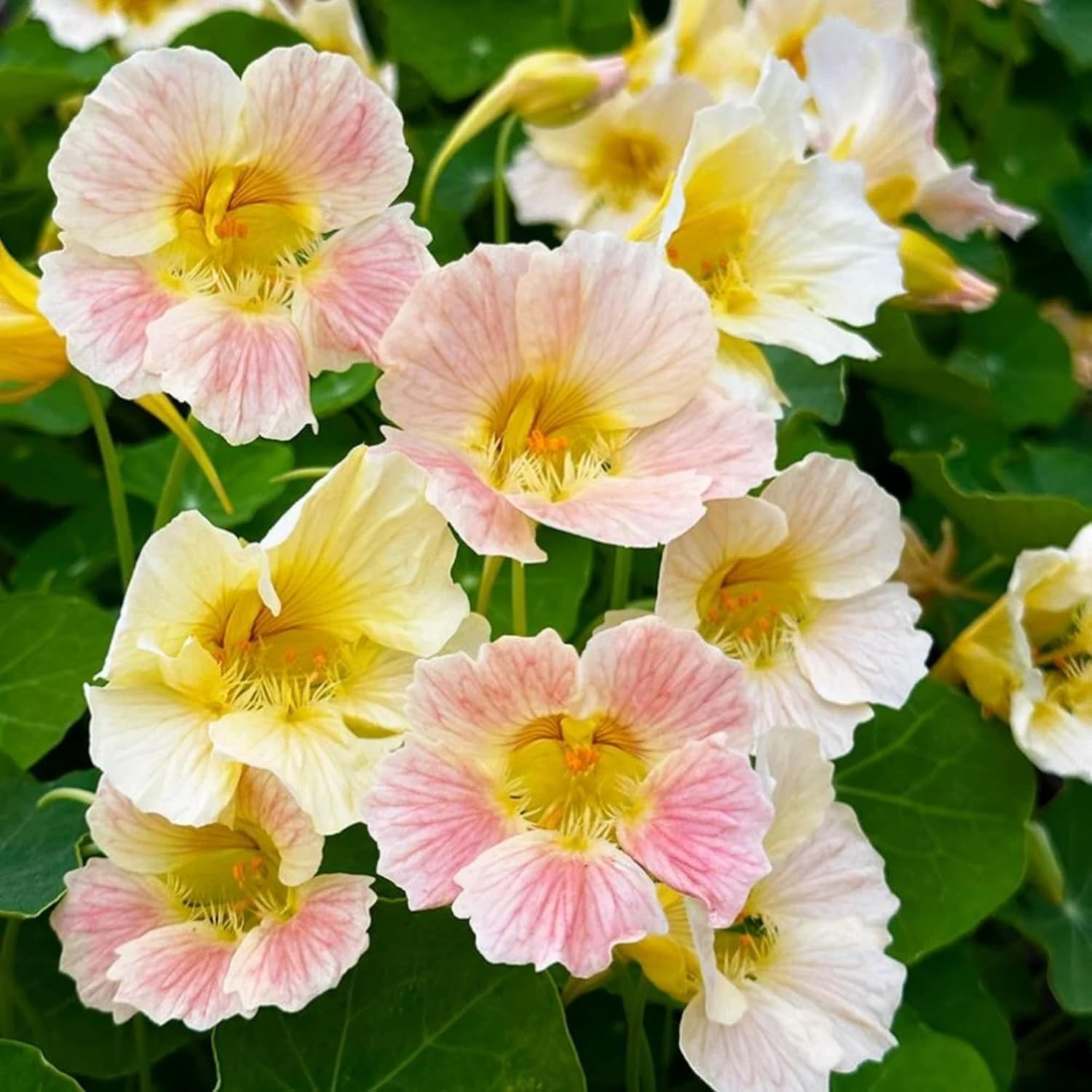 150 PCS Rare Nasturtium Seeds Mixed Tropaeolum Majus Attract Pollinator