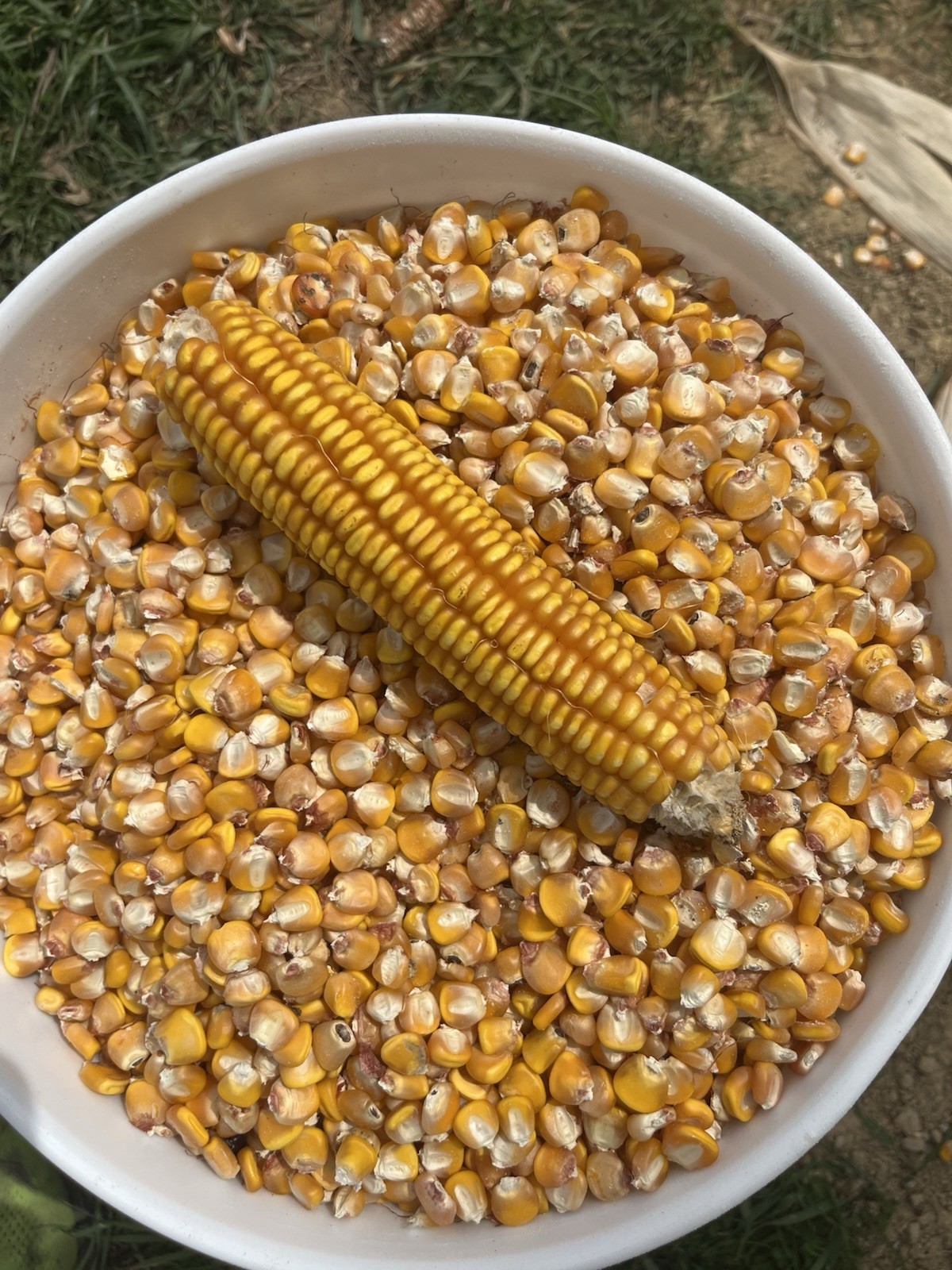 Hickory King Yellow Seed Corn 5 Pounds