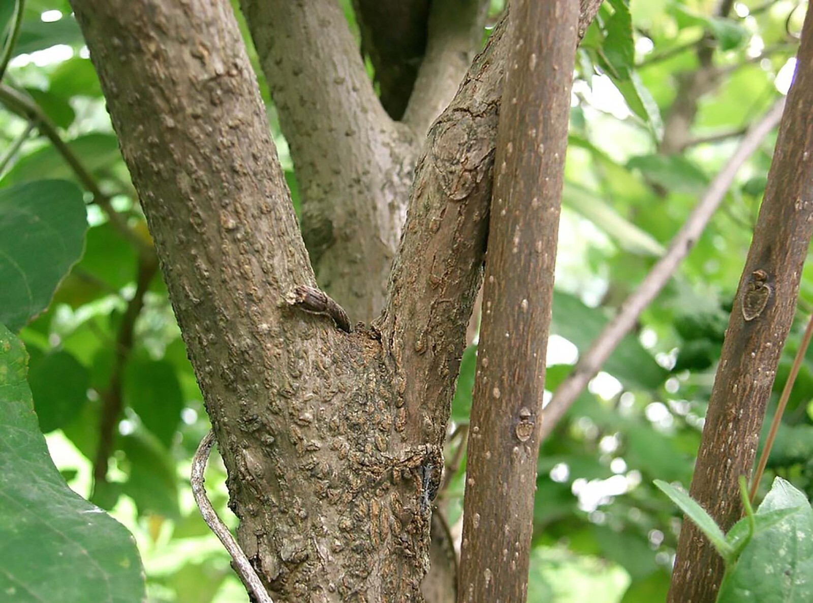 Harlequin Glorybower, Clerodendron trichotomum, Tree Seeds