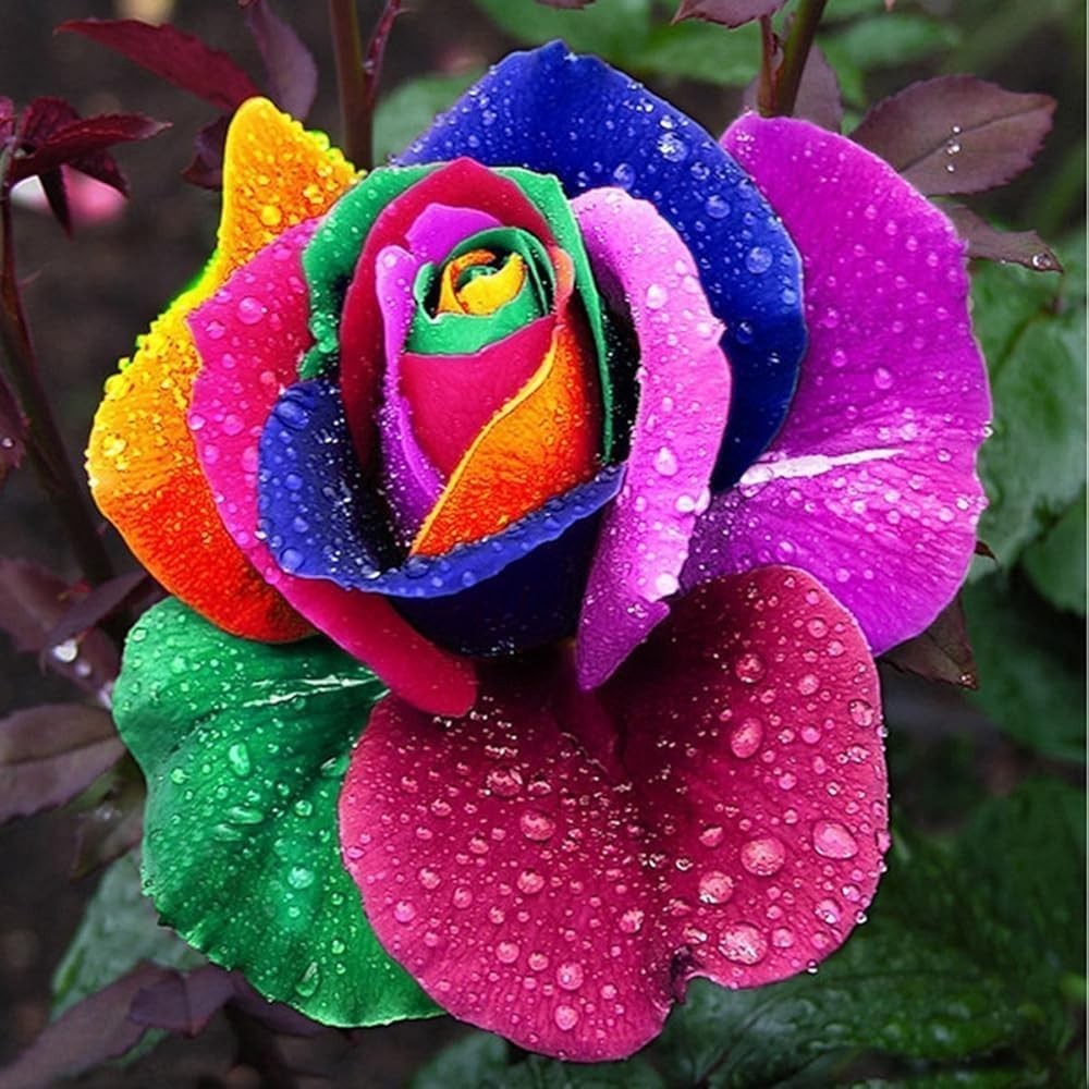 200+ Rose Hybrid Seeds for Planting Outdoor-Perennial Rare Rose Flowers Plant…