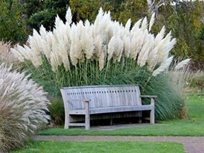 Giant Pampas Grass Seeds – 1,000 Count for Elegant Landscapes – Ships from Iowa